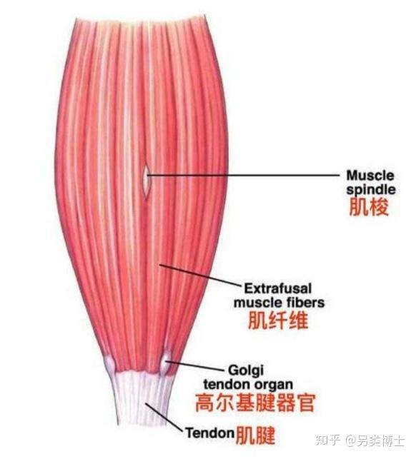 为什么我在运动后会感觉到肌肉酸痛？还是肌