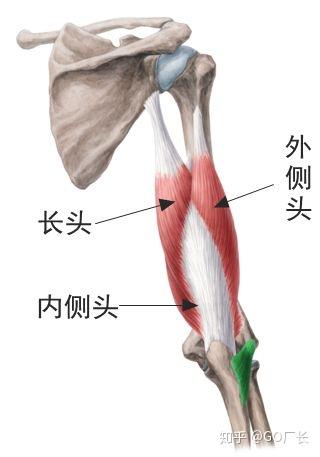 健身房练手臂计划_健身手臂计划_手臂健身计划书