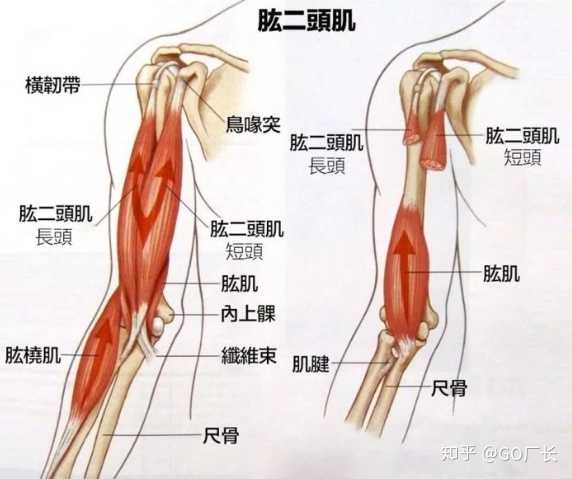 健身手臂计划_健身房练手臂计划_手臂健身计划书