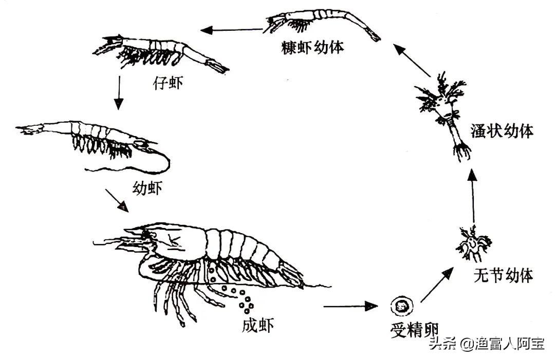 对虾是怎么养的_对虾怎么解释_对虾的生活方式