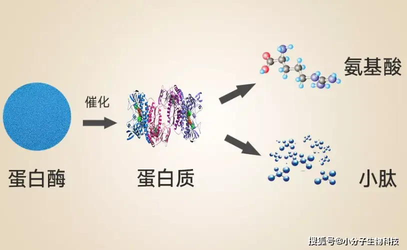 大豆肽粉与蛋白粉的区别，你知道吗？